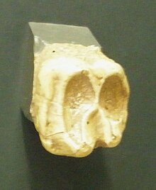 Barytherium Molar.jpg