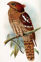 Pintura de um pássaro de cabeça grande, cauda longa, marrom-avermelhado com muitas marcas brancas sentado em um galho