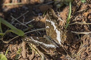 <i>Cymothoe alcimeda</i> Species of butterfly