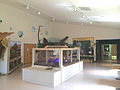 Bear Branch Nature Center southwest exhibit room.JPG