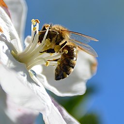 Bee On Apple Tree (215165845)