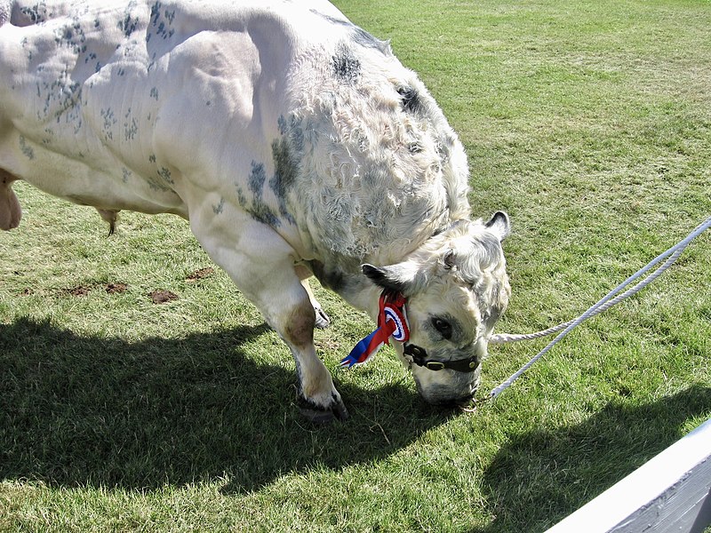 File:Belgian Blue 2006 02.jpg