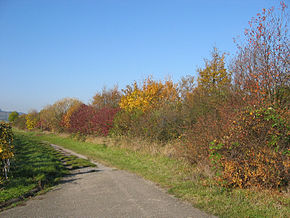 Les feuilles : structure, formes et dispositions - Arrosoirs et Sécateurs