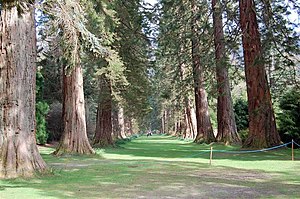 Sequoiadendron Giganteum