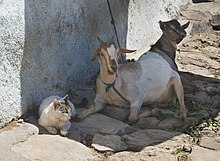 Two goats and a cat sitting in the shade Best Friends (2772098889).jpg