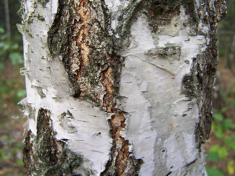 Fil:Betula verrucosa a1.jpg