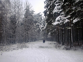 Biķernieku mežs ziemā
