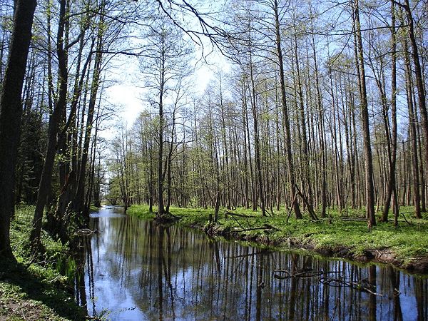 Royal Oaks Trail, Białowieża Forest