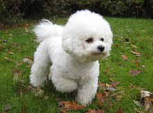 Ein Bichon Frise Hund, der auf Gras geht