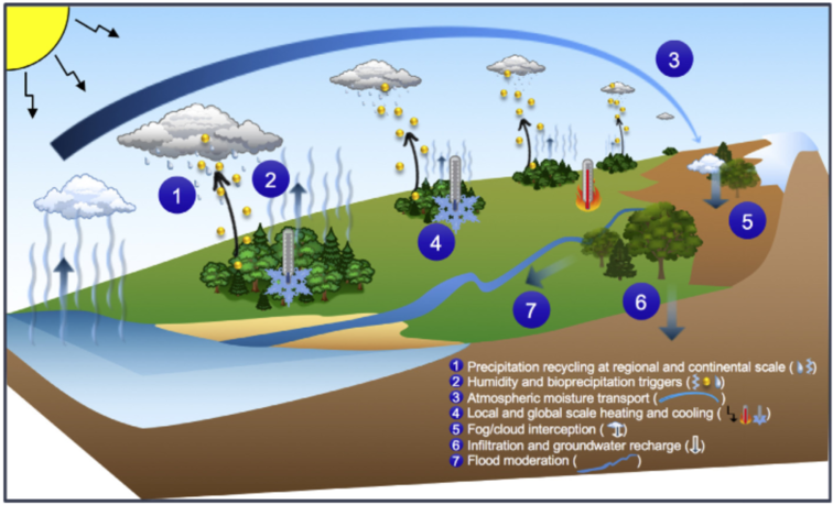 The hydrological dynamics of the biotic pump. Biotic pump 3.png