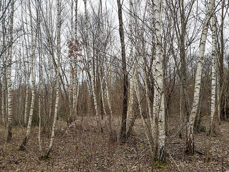 File:Birches, Eggarten.jpg