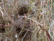 Bird's nest in grass Bird nest in grass.jpg