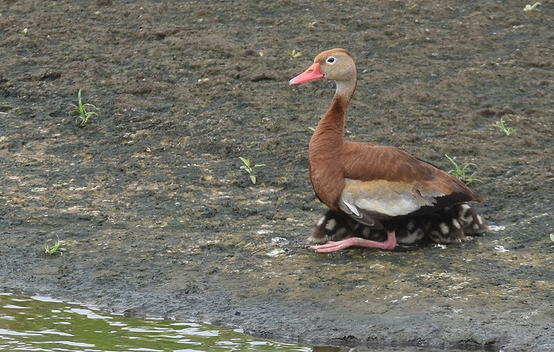 File:Black-bellied Whistling Duck series in chronological order - 48584458867.jpg