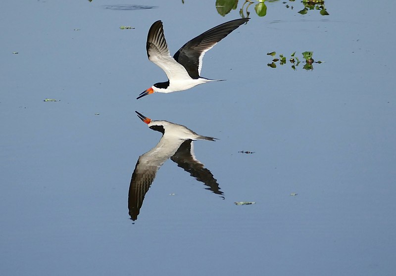 File:Black Skimmer (Rynchops niger intercedens) - no "skimming" ... (28044604493).jpg