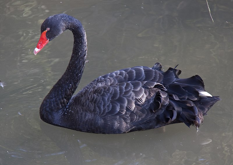 File:Black Swan 1d (5511695241).jpg