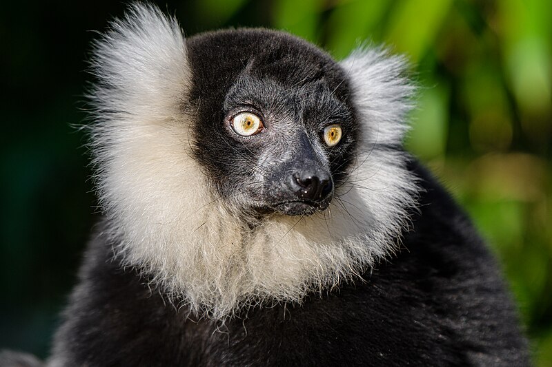 File:Black and white ruffed lemur - 51995104811.jpg