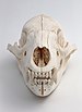 Black bear skull 1.jpg