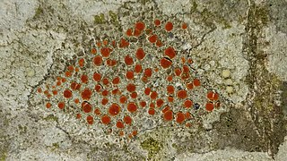 <i>Blastenia ferruginea</i> Species of lichen