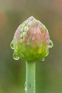 Bloemknop van een Allium (sierui). 16-05-2021. (d.j.b)