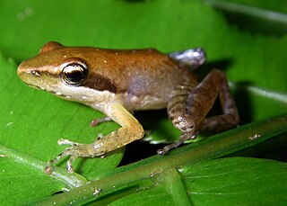 <i>Blommersia blommersae</i> Species of frog