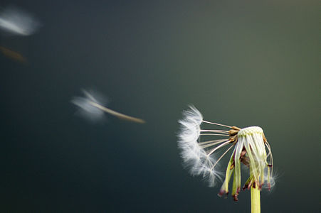 Blown dandelions