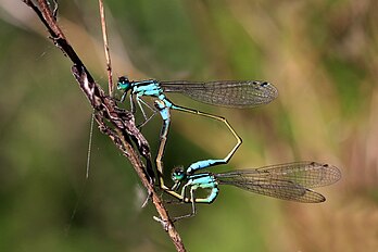 Acasalamento de Ischnura elegans, uma espécie de libélula nativa da Europa. (definição 3 680 × 2 454)