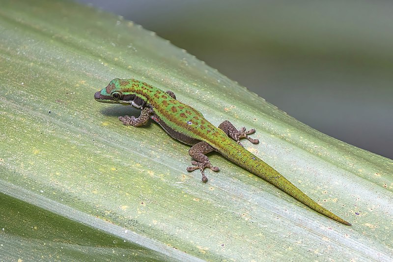 File:Blue-tailed day gecko (Phelsuma cepediana).jpg