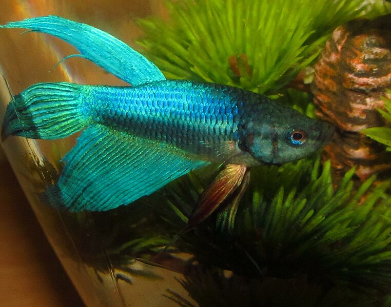 File:Blue Betta Male.jpg