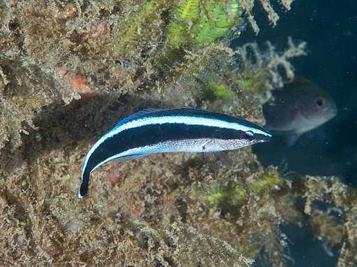 Modrásek čistý (Labroides dimidiatus) (40460962202)