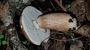 Thumbnail for Boletus quercophilus