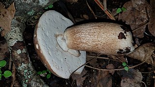 <i>Boletus quercophilus</i> Species of fungus