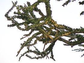 Boscia foetida rehmanniana Bushveld Sheperds Tree-2.JPG