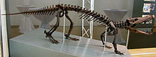Skeleton of the contemporary terrestrial crocodilian Boverisuchus. Boverisuchus magnifrons.jpg