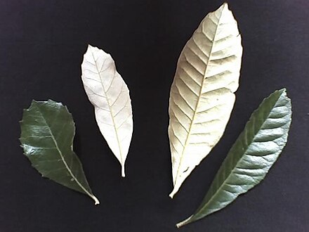 Discolorous leaves of Brachylaena discolor differ in color between their upper and lower surfaces.