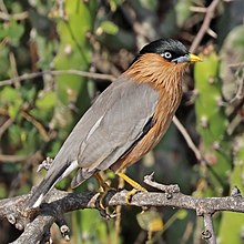 Estornino brahminy (Sturnia pagodarum) female.jpg