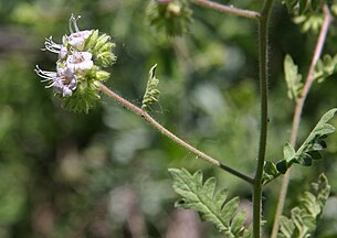 Branching phacelia (Phacelia ramosissima) close