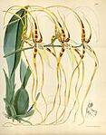 Brassia arcuigera (as Brassia lawrenceana var. 
 longissima) - Curtis' 95 (Ser. 
 3 no. 
 25) pl. 
 5748 (1869). 
 jpg