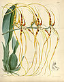 Botanische illustratie van Brassia arcuigera