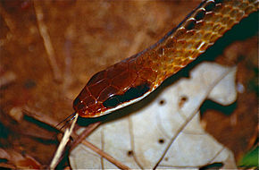 Descripción de la imagen de Brown Sipo (Chironius fuscus) (10511262976) .jpg.