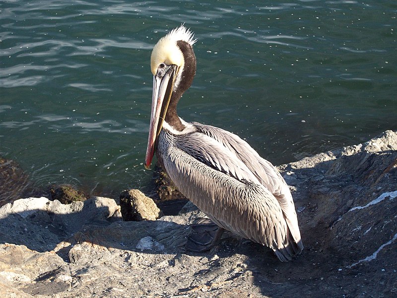 File:Brown pelican with fishing line.jpg