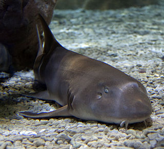 <span class="mw-page-title-main">Brownbanded bamboo shark</span> Species of shark