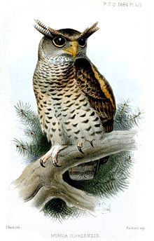 A painting of the spot-bellied eagle-owl. BuboNipalensisSmit.jpg