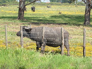 Italian Mediterranean buffalo