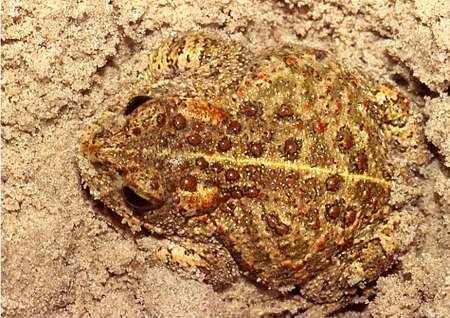 Bufo calamita