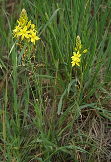 Bulbine bulbosa