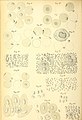 Bullettino delle sedute della Accademia gioenia di scienze naturali in Catania (1897) (20515685631).jpg