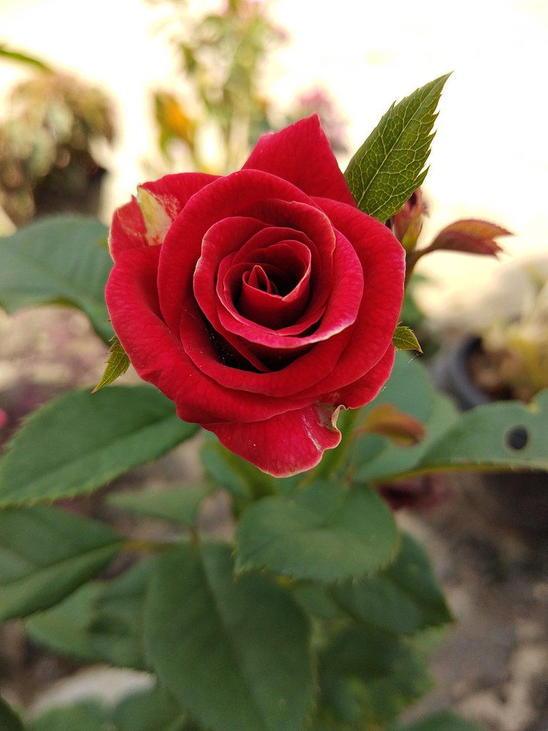 File Bunga  mawar merah jpg  Wikimedia Commons