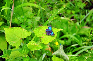 Butterflies