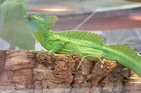 Tập_tin:CAS-BioD-Canopy-Green_Basilisk.JPG