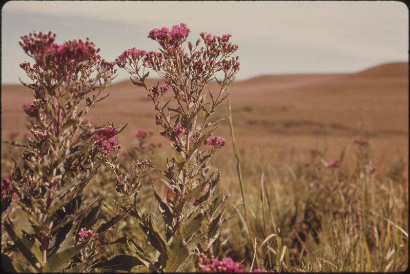 File:CLOSEUP OF BALDWIN'S IRONWEED, A COMMON TALLGRASS PRAIRIE PLANT SEEN ON THE KONZA PRAIRIE, 1,000 ACRES OF VIRGIN... - NARA - 557190.tif